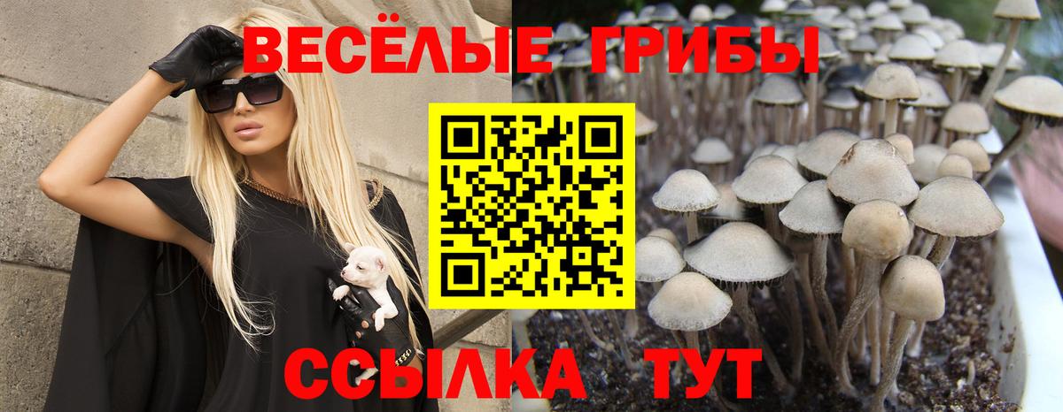 Галлюциногенные грибы прущие грибы  Вход с VPN  Георгиевск 